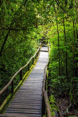 Tropikal yağmur ormanlarında tahta köprü