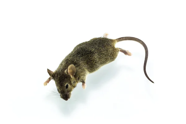 Ölü fare — Stok fotoğraf