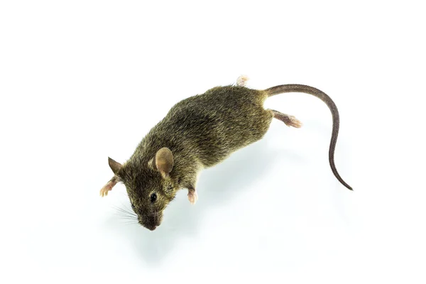 Dead rat — Stock Photo, Image