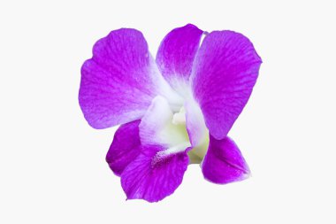 Pembe orkide çiçeği.