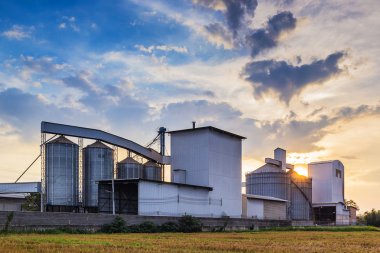 Bitki pirinç fabrikası