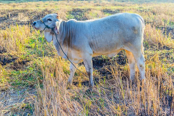 Cow resting — Stock Photo, Image