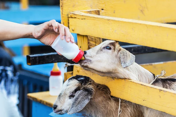 Nourrir la chèvre avec une bouteille de lait — Photo