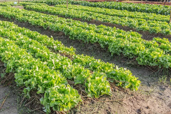 Salat auf Parzellen — Stockfoto