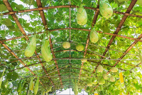 Techo verde hecho de planta de calabaza — Foto de Stock