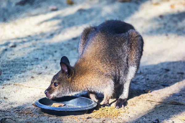 Parma wallaby utfodring — Stockfoto