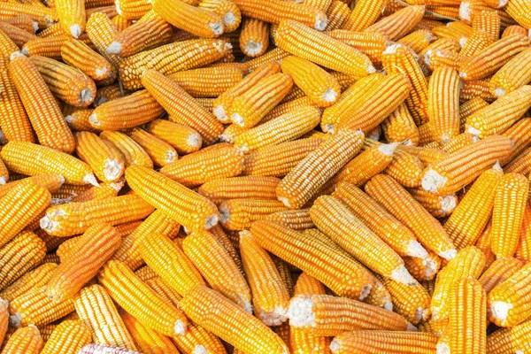 Dried corn background — Stock Photo, Image