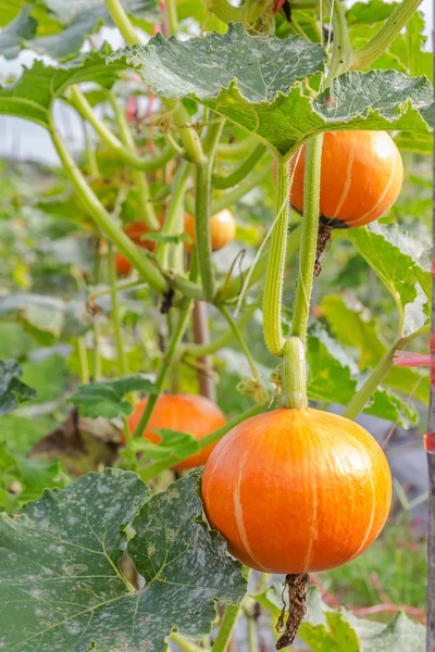 Pumpkin in field within green leaves — Stock Photo, Image