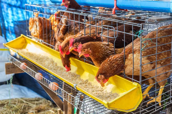Poulets rouges mangeant des aliments pour animaux — Photo
