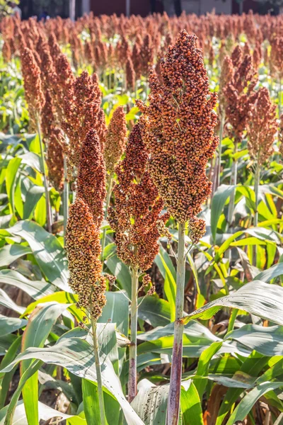 Sorgo — Foto de Stock