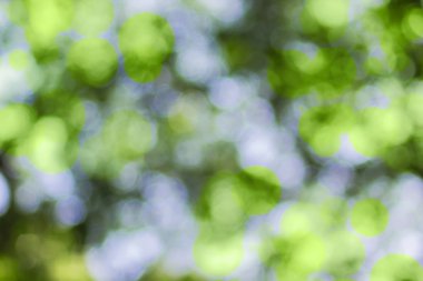 Yeşil bokeh arka plan bulanıklık