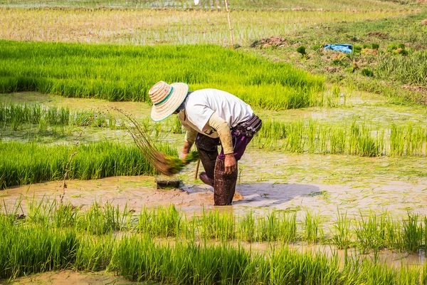 Thai ris jordbrukare som arbetar — Stockfoto