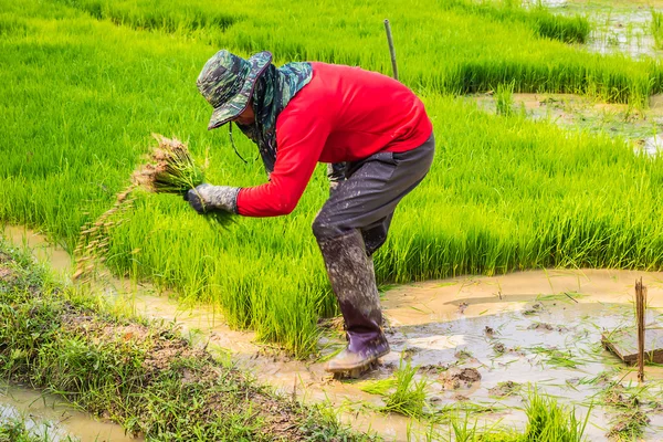 Thajské rýže zemědělci pracující — Stock fotografie
