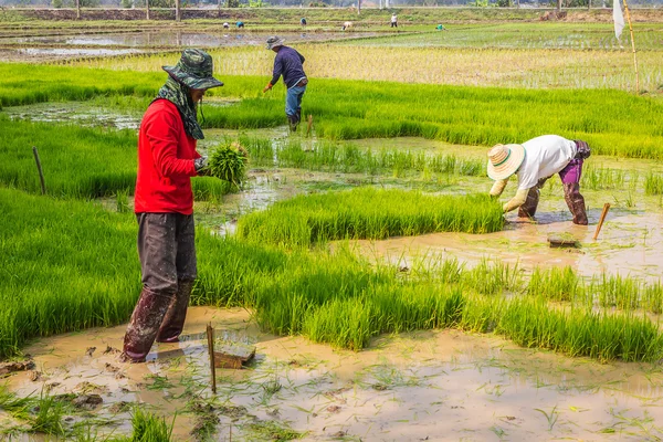 Thajské rýže zemědělci pracující — Stock fotografie