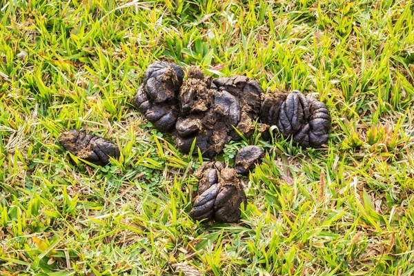 Cow dung — Stock Photo, Image