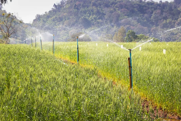 Sprinkler im Reisfeld — Stockfoto