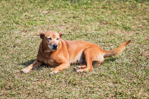 Thai bo hund — Stockfoto