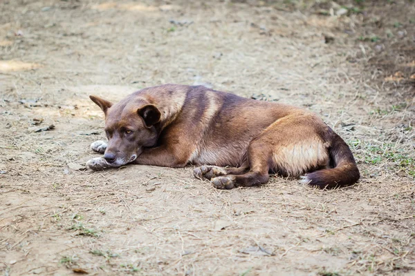 Thaise verblijf hond — Stockfoto