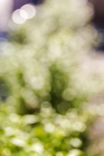 Bokeh verde luz abstrato borrão fundo — Fotografia de Stock