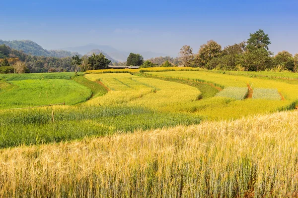 Campo di risaia d'orzo — Foto Stock