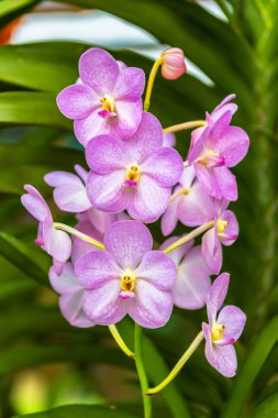 Pembe vanda