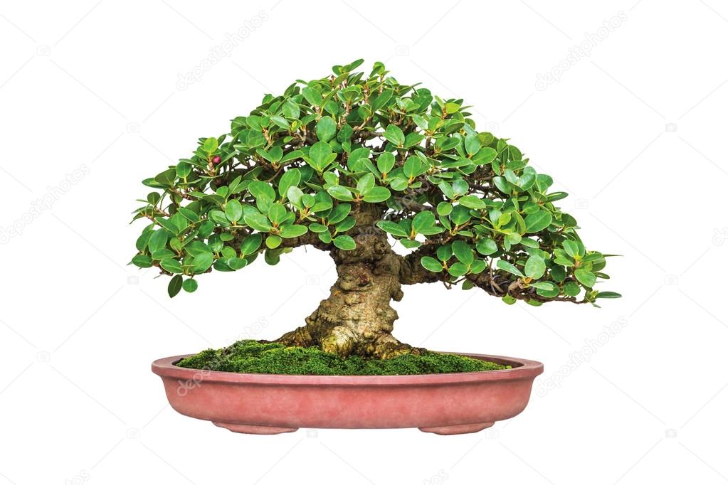 Bonsai