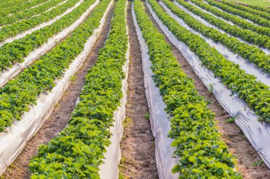 Çilek bitkisinin desen