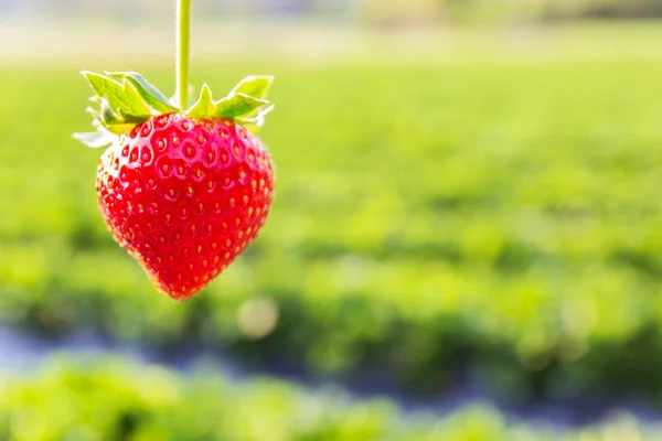 딸기 재배 딸기 배경으로 — 스톡 사진