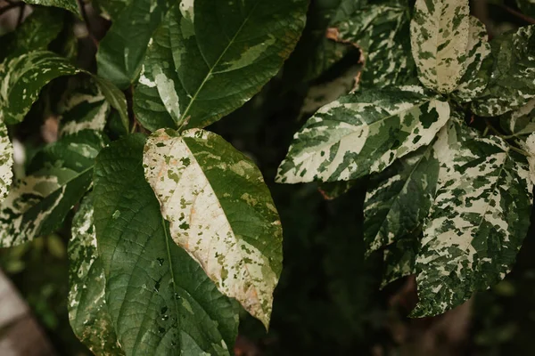 Beautiful large leaves of different shapes, background of green leaves, greenery, beautiful nature. . High quality photo