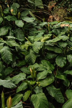 Farklı şekillerde güzel büyük yapraklar, yeşil yapraklar, yeşillik, güzel doğa.. 