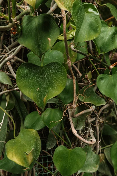 Belle Grandi Foglie Diverse Forme Sfondo Foglie Verdi Verde Bella — Foto Stock