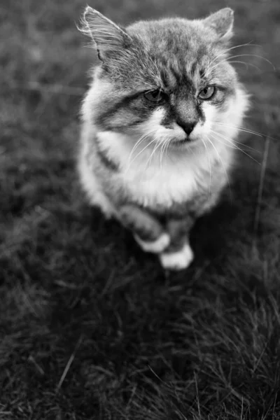 Beautiful cat in white-gray shades on the background of nature. High quality photo