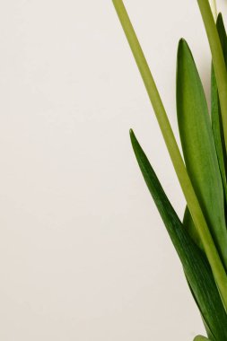 Açık arkaplanda şeffaf cam bir vazoda taze beyaz lalelerin yakın plan çerçevesi. Yüksek kalite fotoğraf