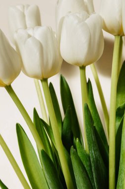 Açık arkaplanda bir buket taze beyaz lale.