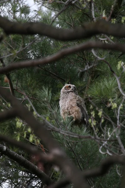 Omhoog in de boom — Stockfoto