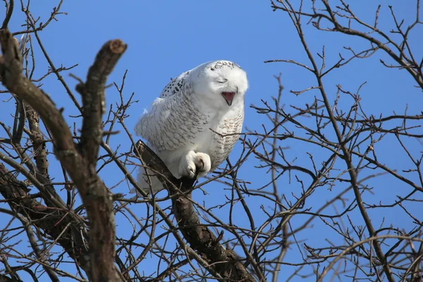 Yawning snowy — Stock Photo, Image