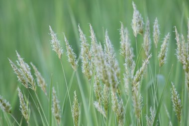 yabani otlar yumuşak ışık