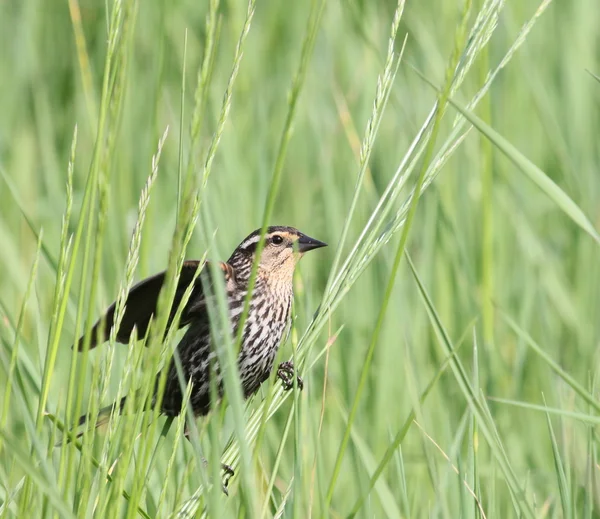 Wingy rödvingetrast — Stockfoto