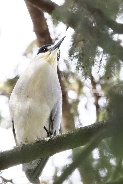 Praštěný heron — Stock fotografie