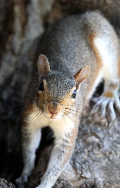 Retrato de ardilla — Foto de Stock