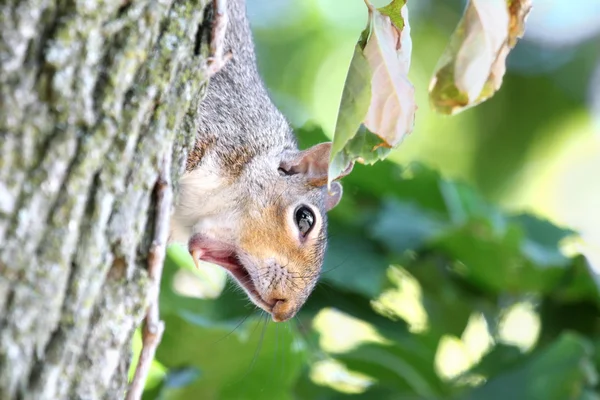 Eichhörnchen-Gähnen — Stockfoto