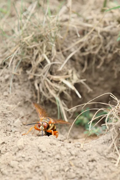 Cicada killer vid håla ingång — Stockfoto