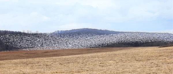 Snow goose flock — Stock Photo, Image