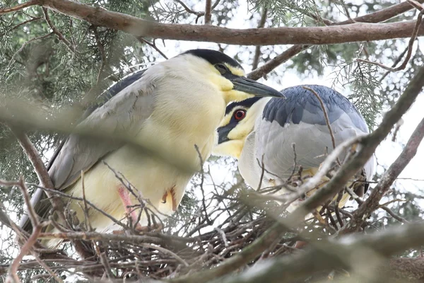 Two herons — Stock Photo, Image