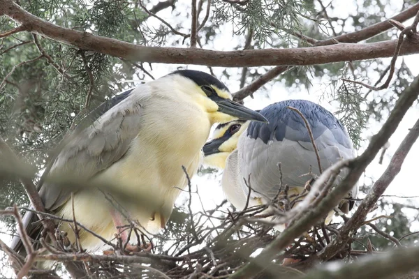 Heron couple — Stock Photo, Image