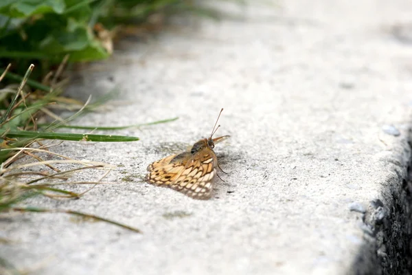 Farfalla sul marciapiede — Foto Stock