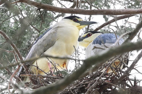 Heron nest — Stock Photo, Image