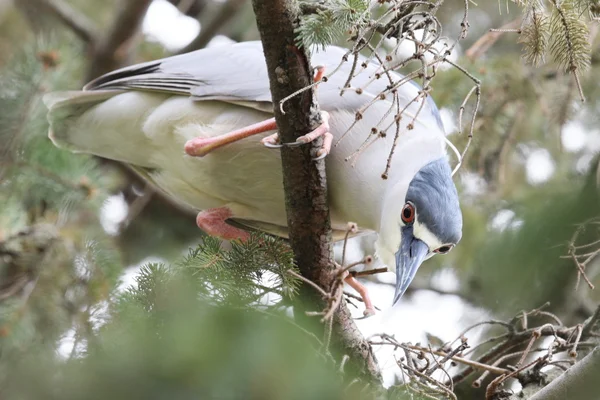 Fånig heron — Stockfoto