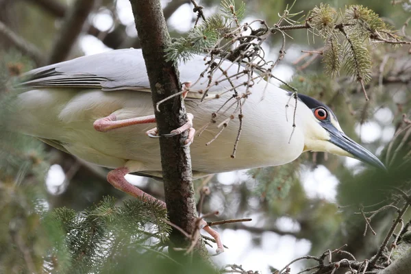 Heron closeup — Stock Photo, Image