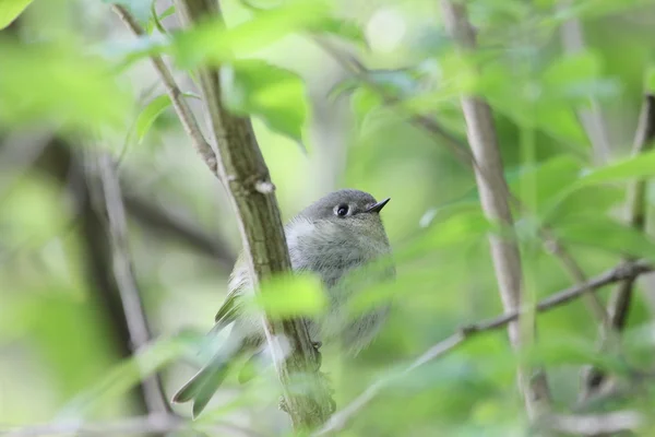 Petit oiseau dans la brousse — Photo